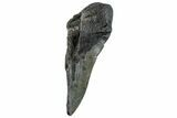 Partial Fossil Megalodon Tooth - South Carolina #268630-1